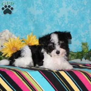 Seagull, Maltipoo Puppy